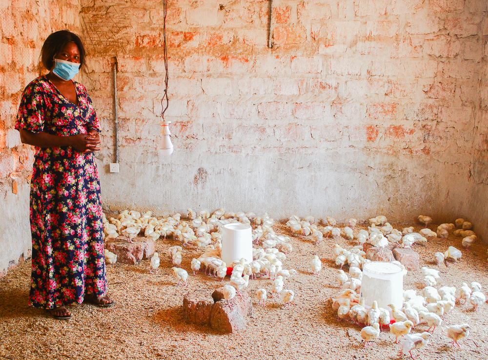 Entrepreneur scoring with poulets and eggs