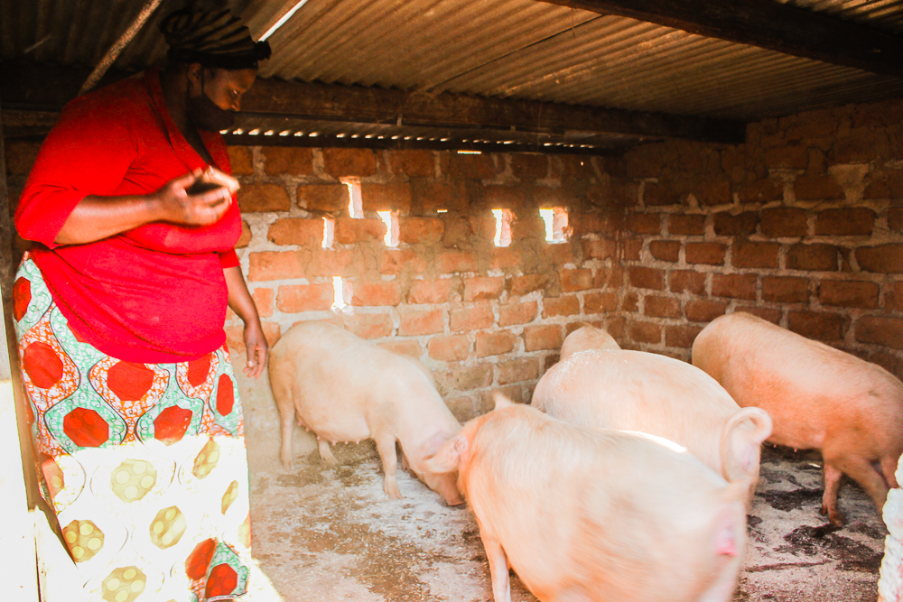 Piggery going commercial