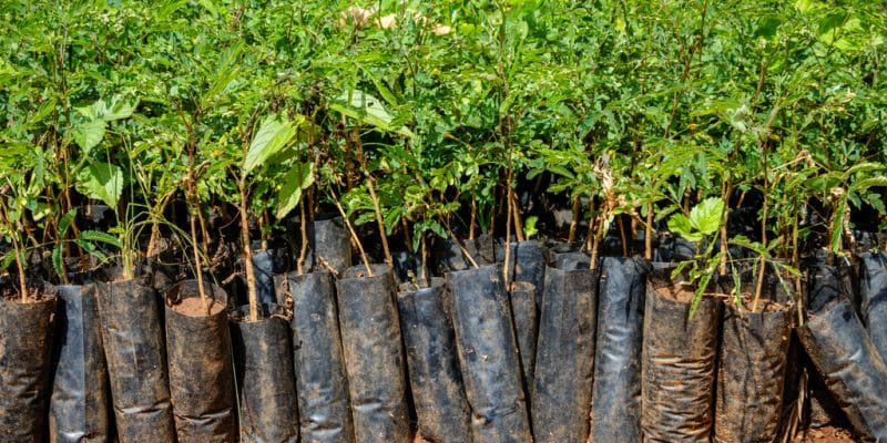 SDGCA Distributes  4,000 trees in Chipata