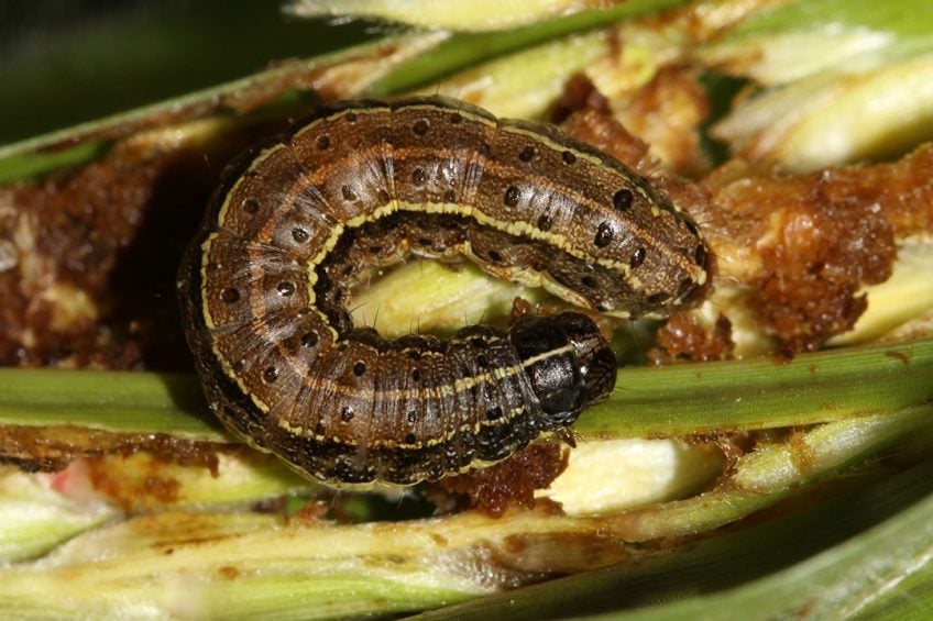 ARMYWORMS SPREAD TO ALL 10 PROVINCES OF ZAMBIA