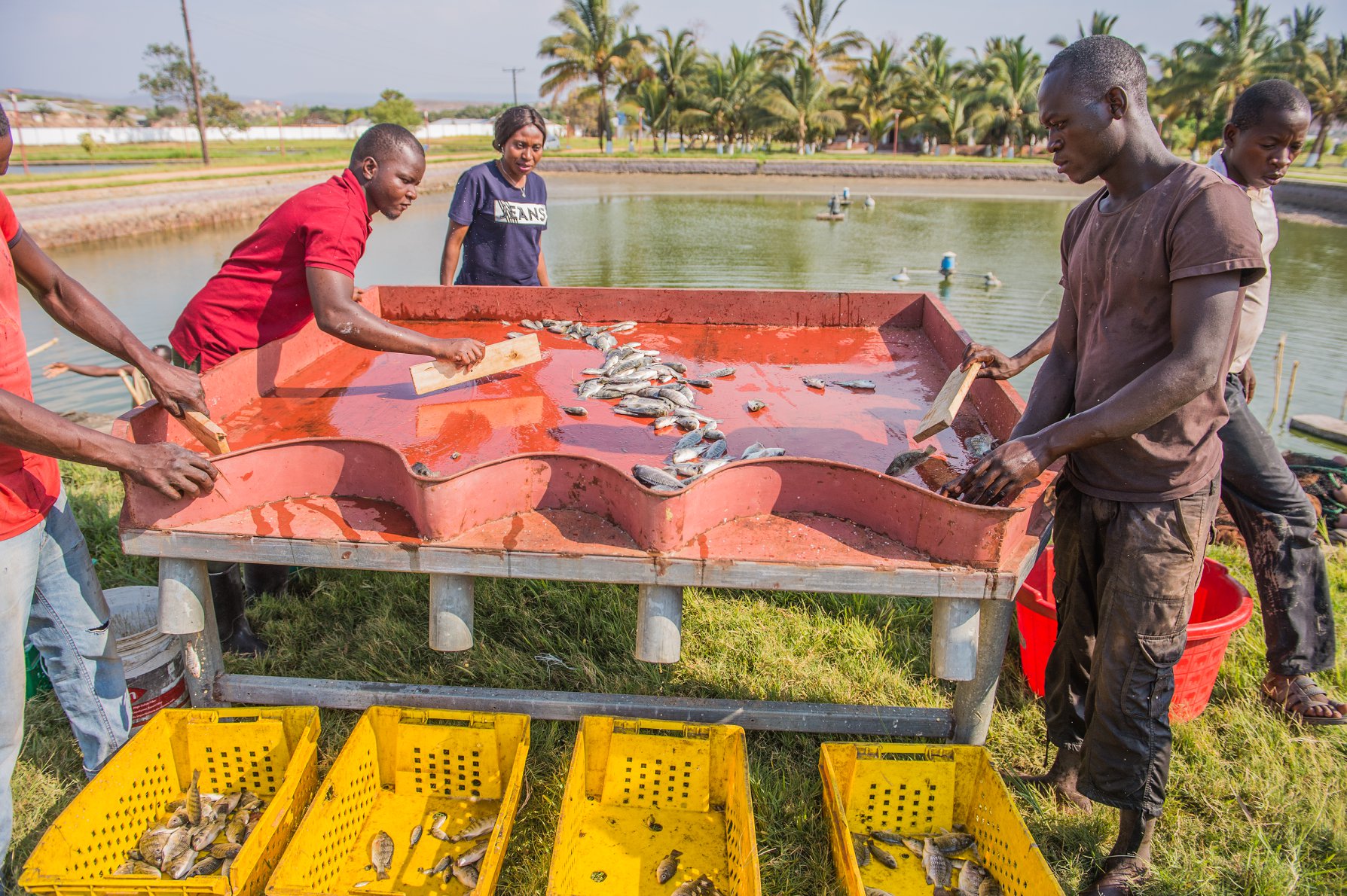 Schools Urged To Intensify Fish Production