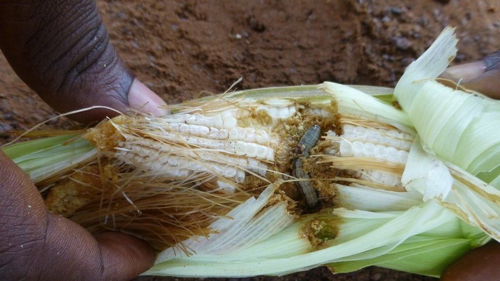 Government in Lufwanyama district has bemoaned the devastation caused to crops by army worms