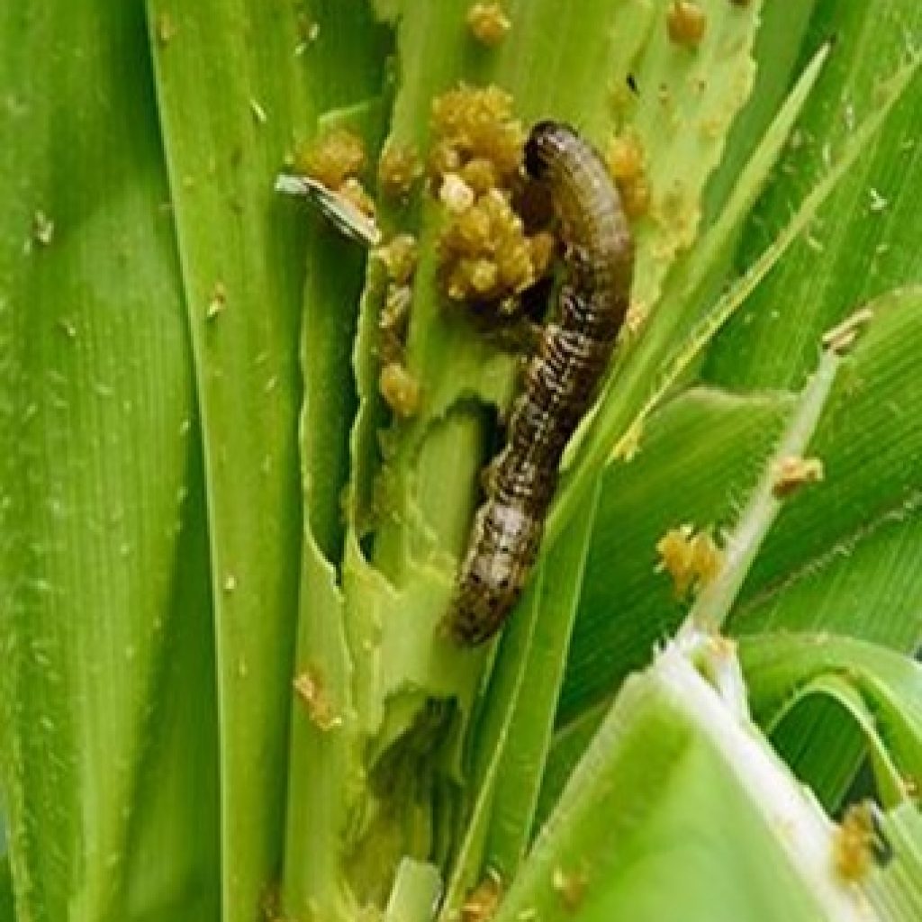 Government Releases Funds To Fight Fall Army Worms