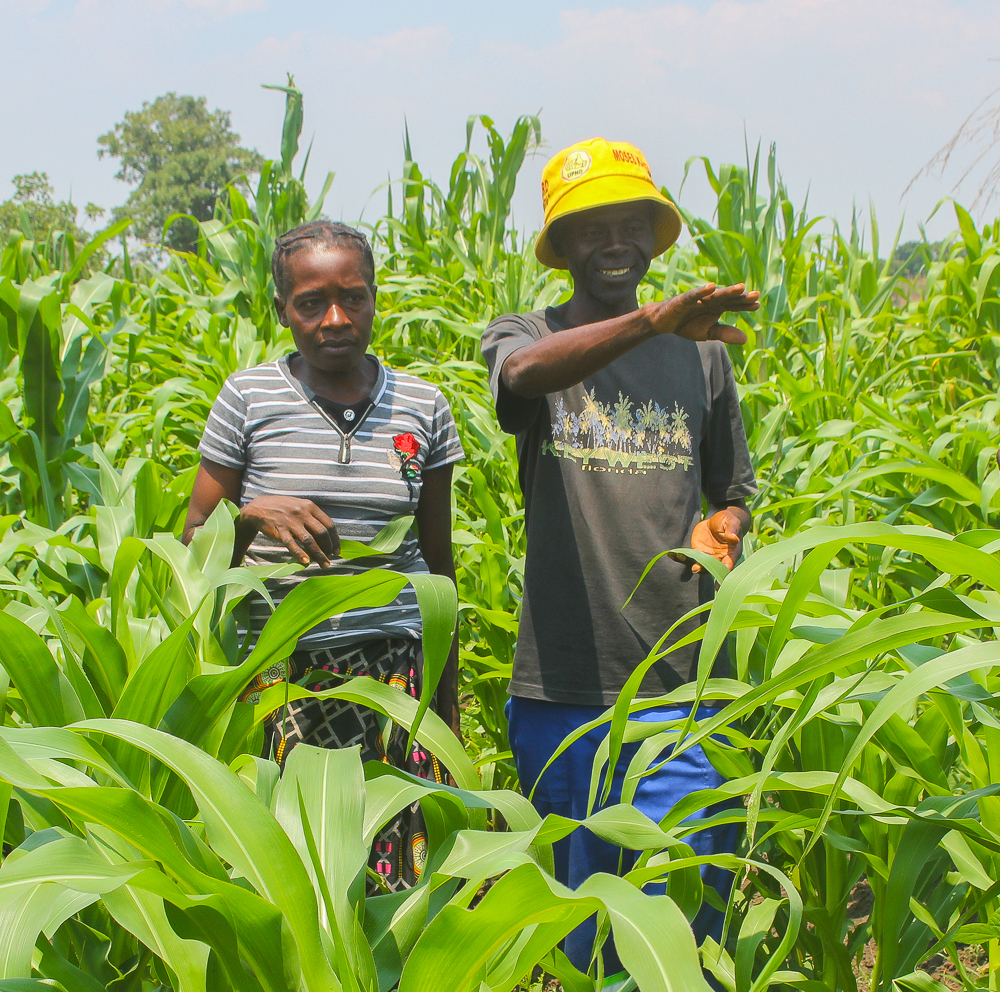 Village headman’s veggies production thrives