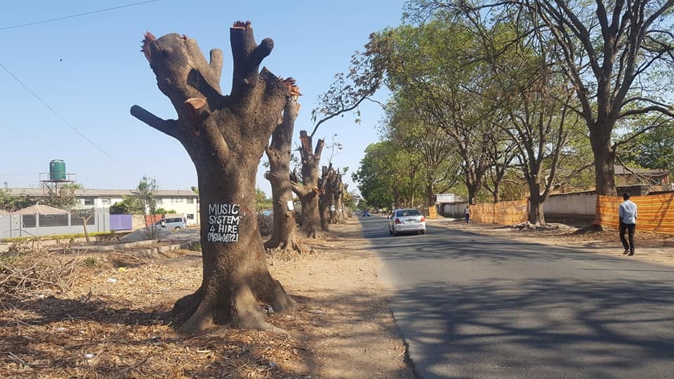 BUSINESSES URGED TO REMOVE DEFORESTATION FROM THEIR AGENDA