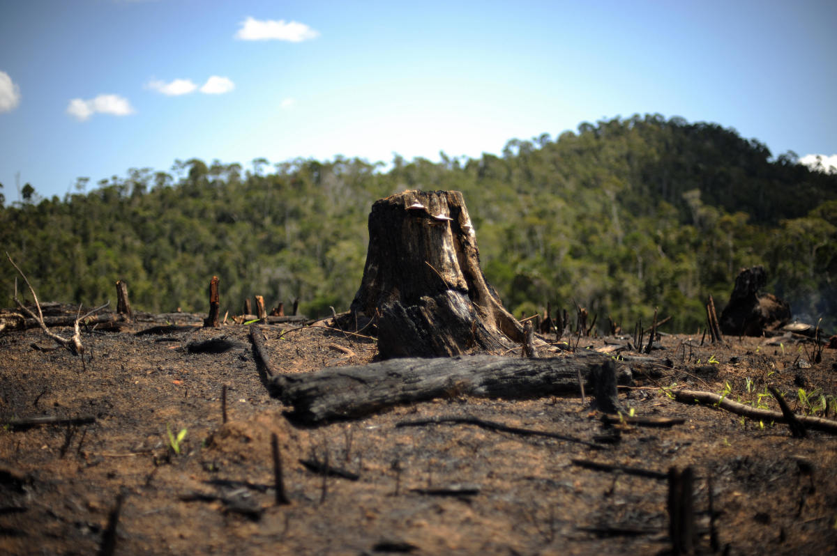 HIKED ELECTRICITY FEES TO RESULT IN INCREASED DEFORESTATION