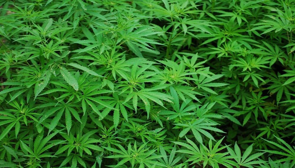 ZNS TO SET UP THREE CANNABIS PLANTATIONS THIS YEAR