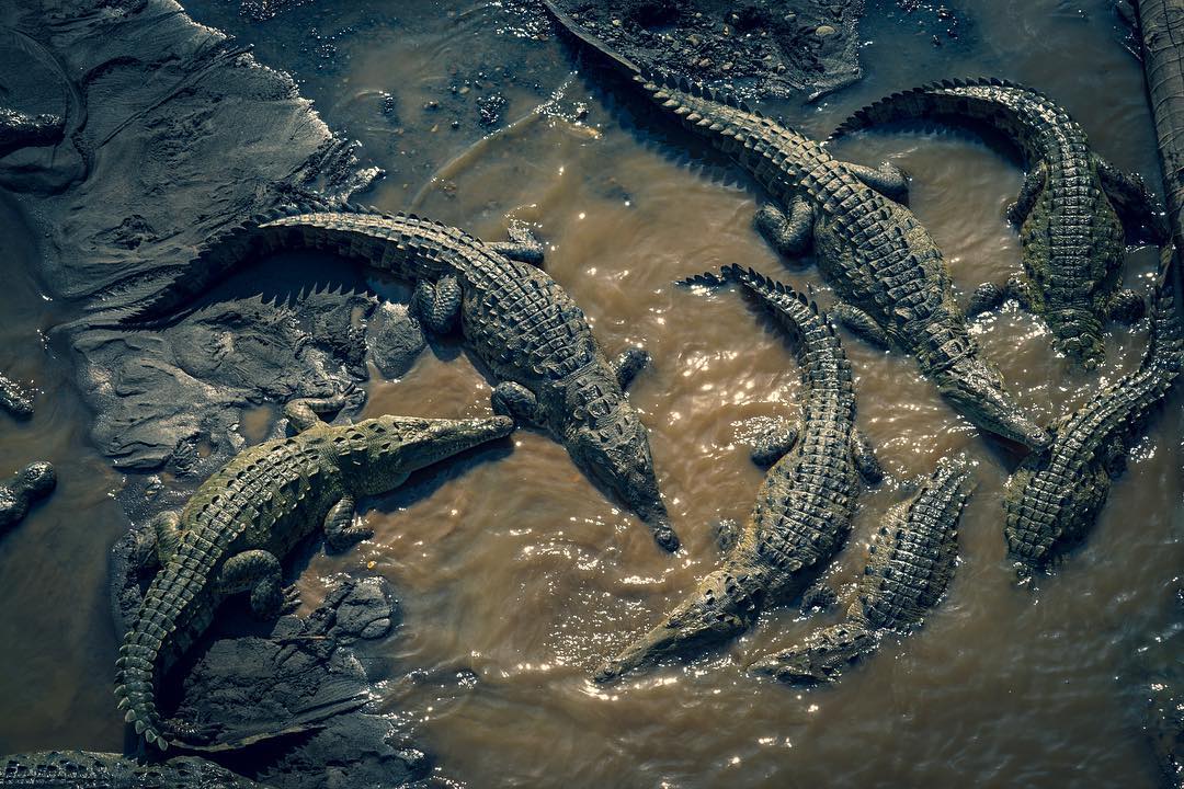 FATHER THROWS HIS 2 YEAR OLD DAUGHTER  INTO CROCODILE INFESTED RIVER