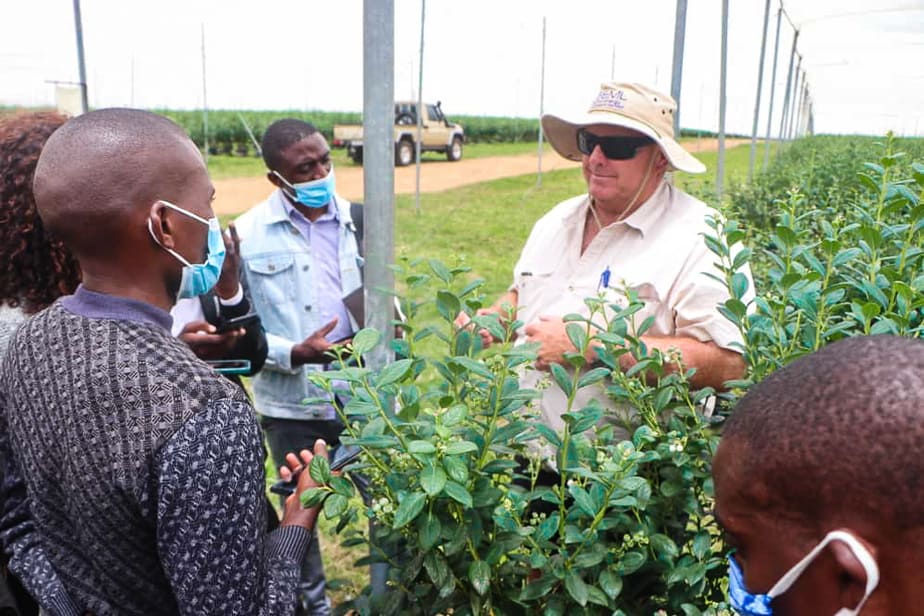Absa invests $12m in Zambezi blueberry farming