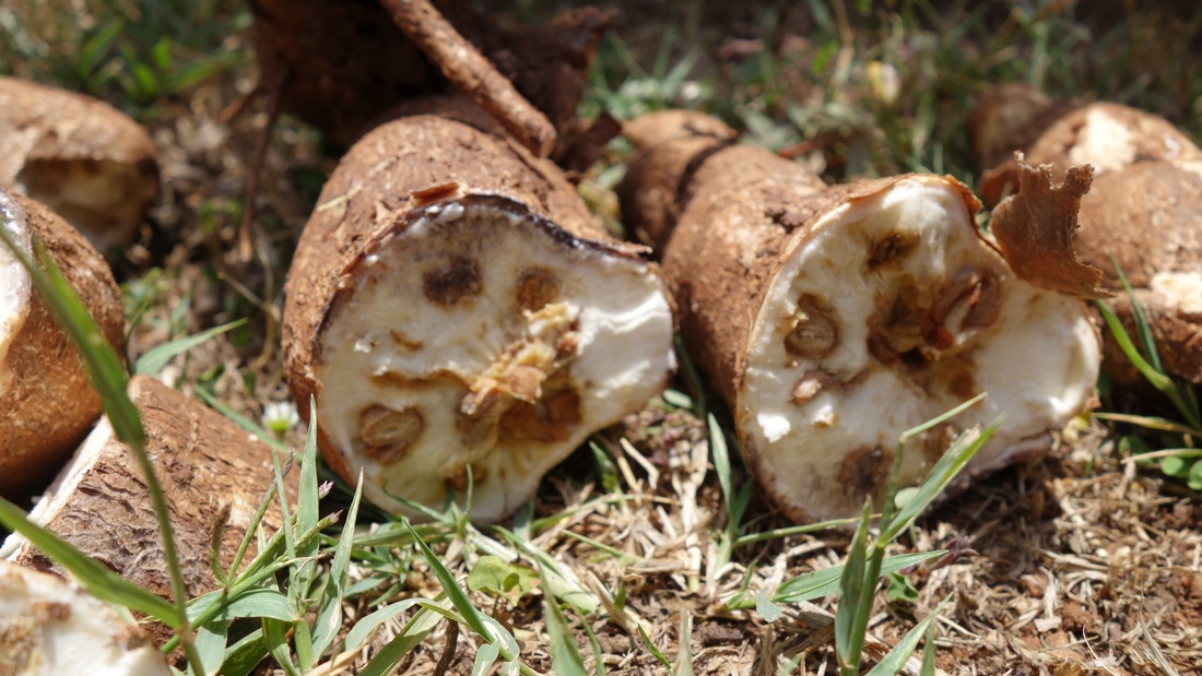 Cassava Brown Streak disease worries govt