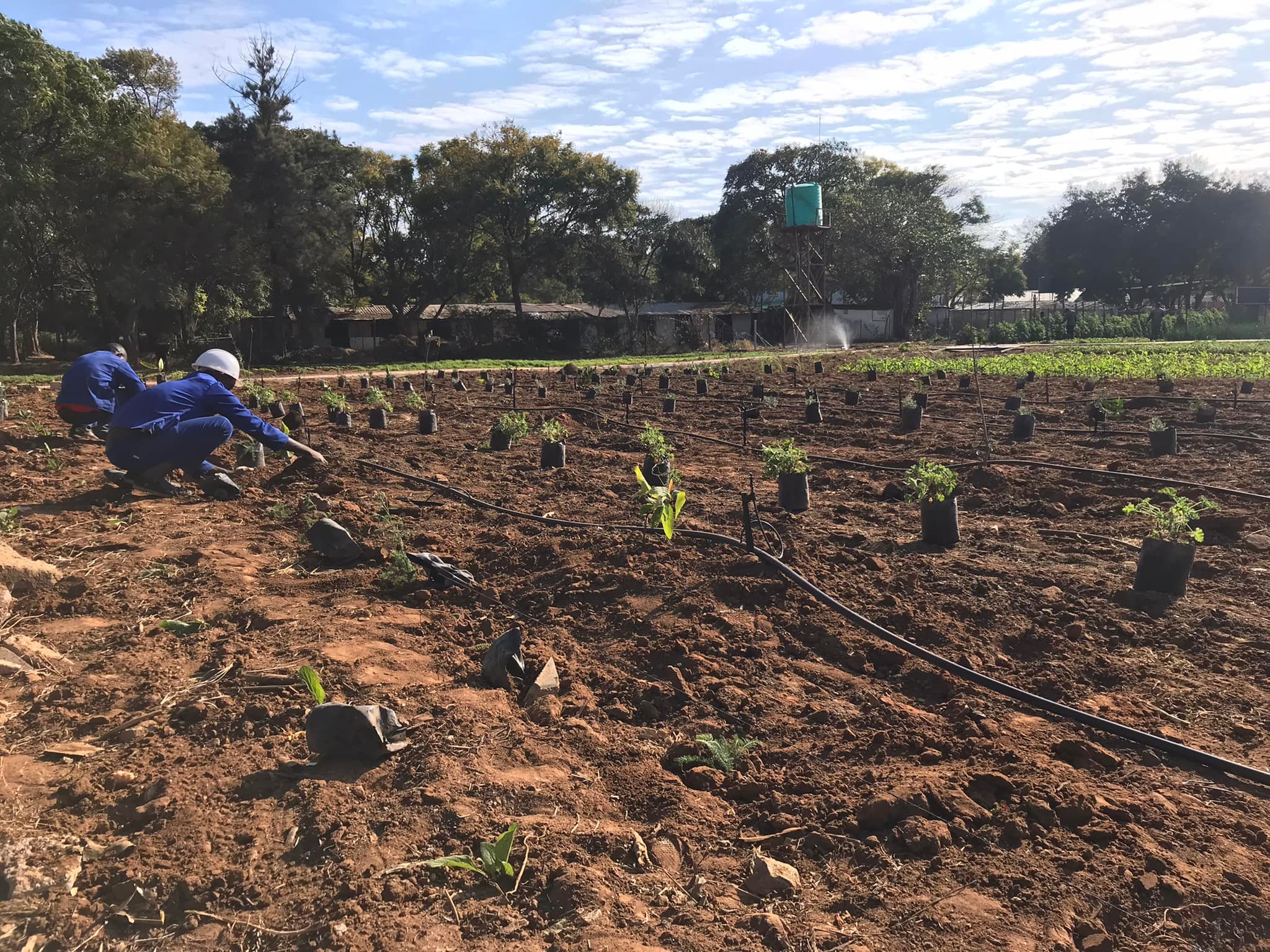Can Africa’s dreams of feeding China bear fruit?