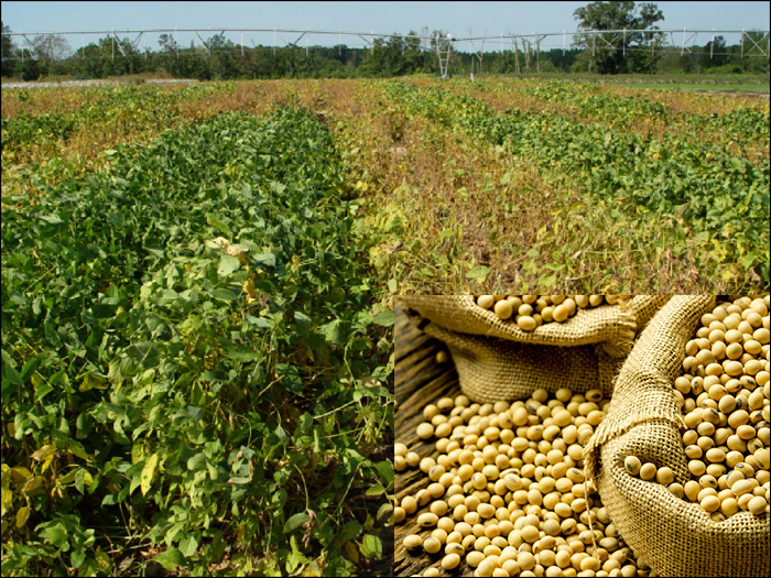 Soya Prices slumps