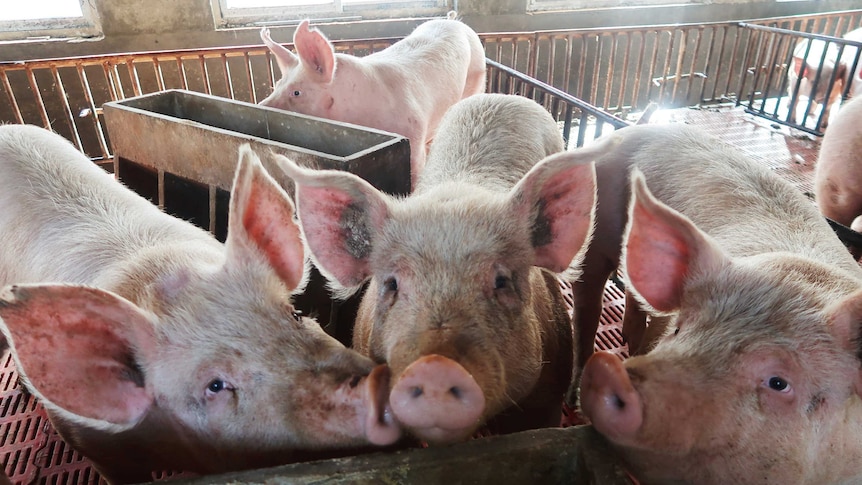 AFRICAN SWINE FEVER HITS LIVINGSTONE