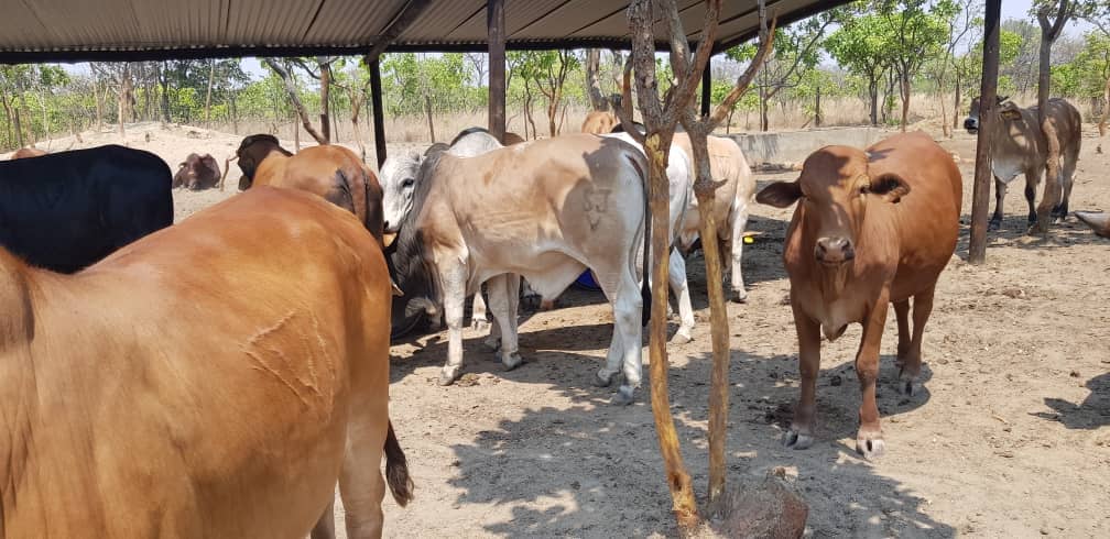 LIVESTOCK DISEASE WIPES OUT 742 CATTLE