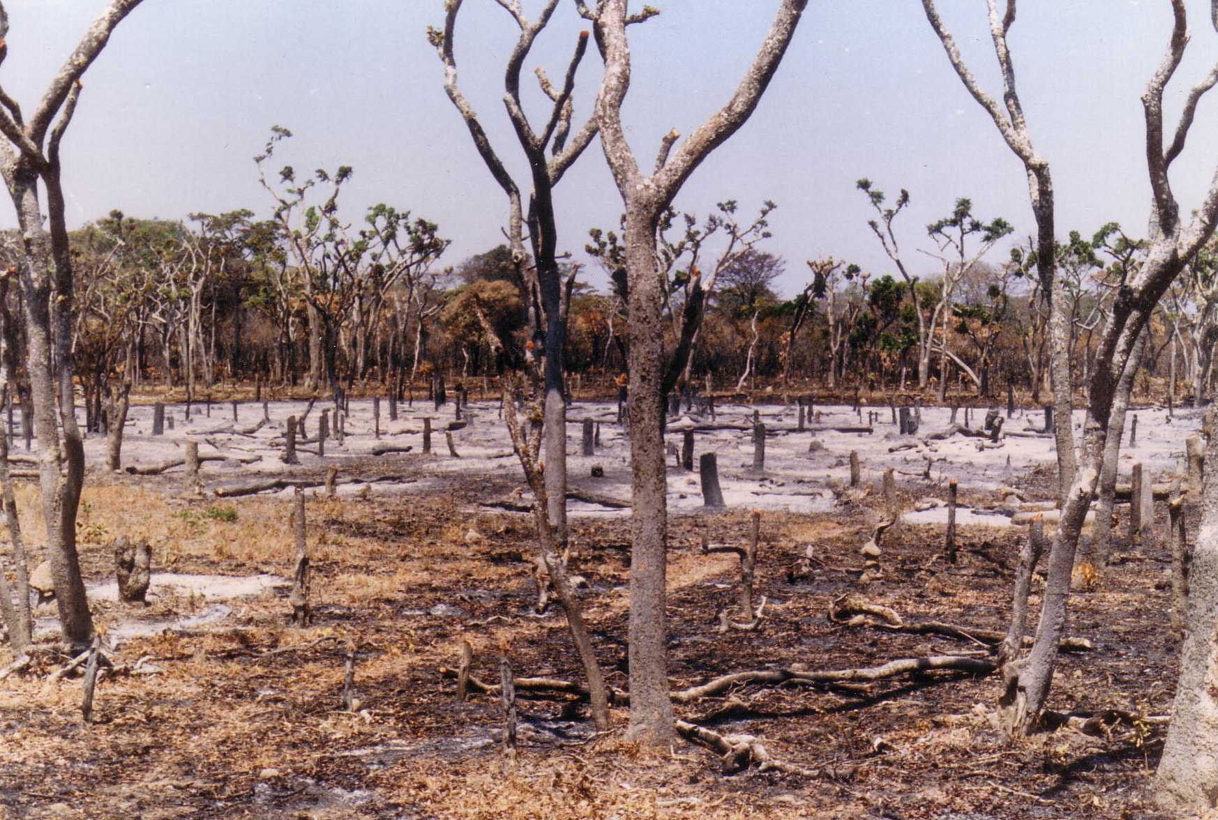 ZAMBIA LOSING 300,000 HECTARES DUE TO DEFORESTATION