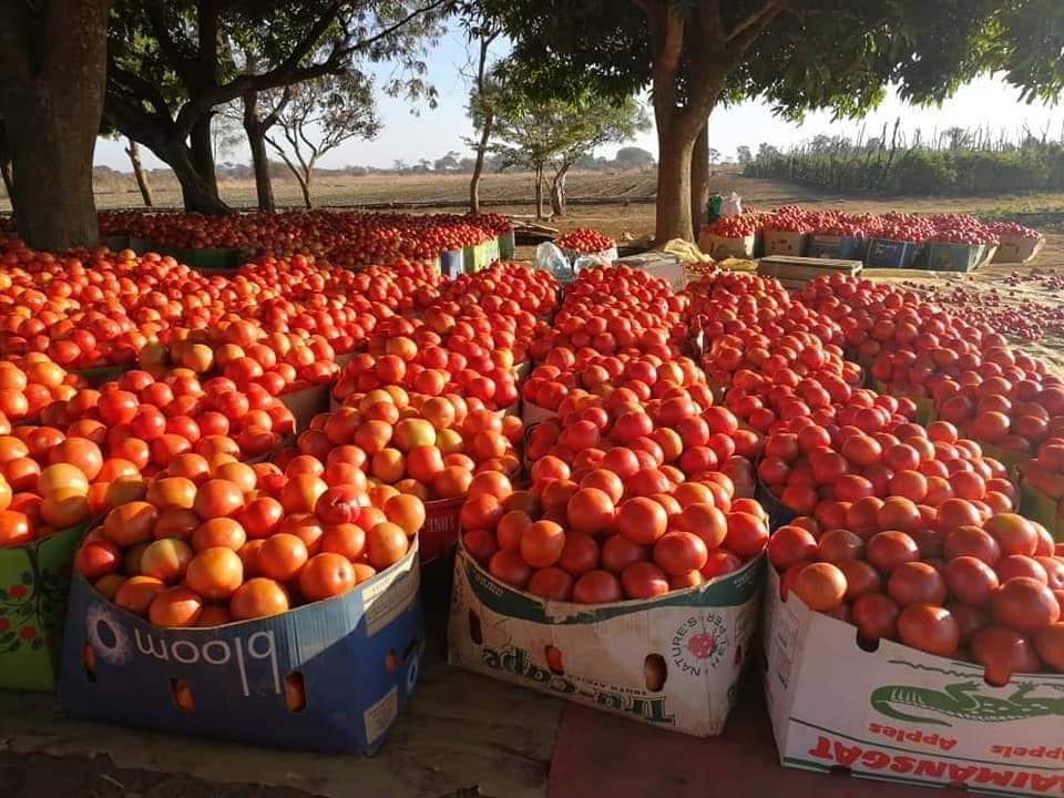 Government,World Bank launch ZAMGROW