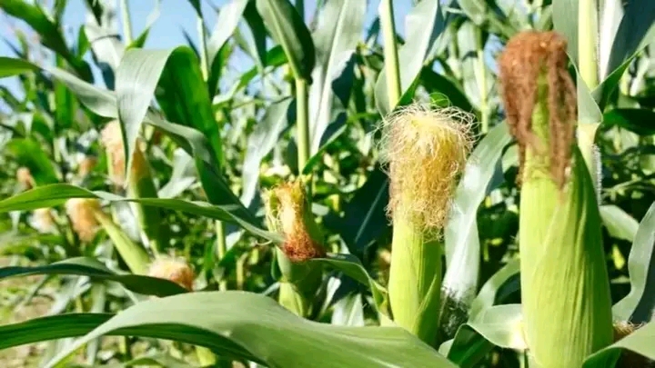 Commercial farmers advised to produce more maize to meet the growing regional demand 