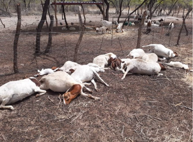 Unknown disease killing goats in siavonga