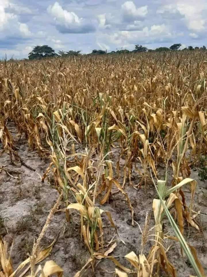 El Nino  weather destroys over one million  hectares of maize fields as President  Hichilema declares situation a national disaster