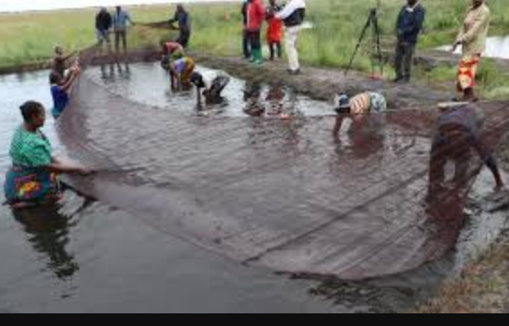 Huge Opportunities for Zambian Aquaculture Entrepreneurs!