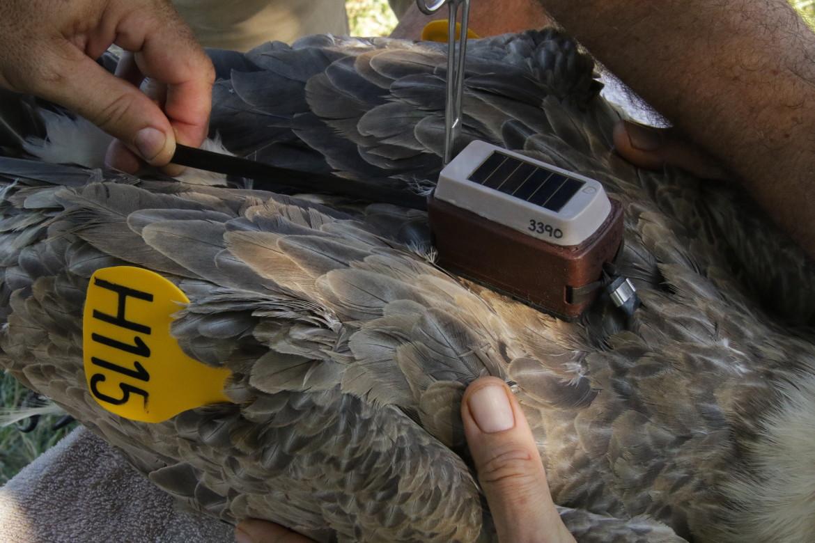 Satellite tracking of eight critically endangered vultures set to strengthen conservation in Zambia’s Luangwa Valley